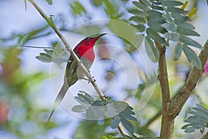 Crimson sunbird in Bardia, Nepal