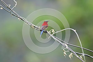 Crimson sunbird