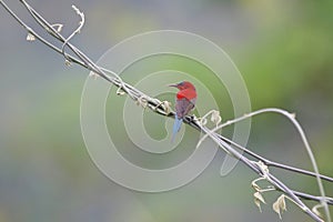 Crimson sunbird