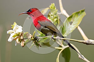 Crimson sunbird photo