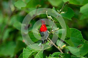 Crimson Sunbird perching on a branc