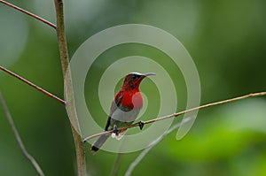 Crimson Sunbird perching on a branc