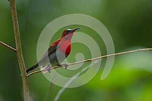 Crimson Sunbird perching on a branc