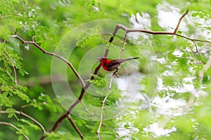 Crimson sunbird