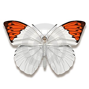 Crimson tip butterfly named Colotis danae on white background