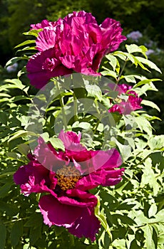 Crimson treelike peonies photo