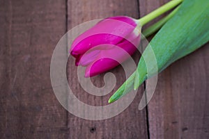 Tulip on wooden surface photo