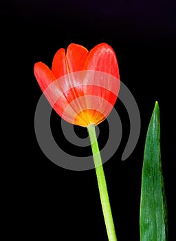 Crimson Tulip Macro photo