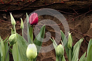 Crimson tulip and not blooming buds. Background.