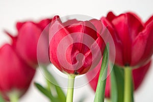 Crimson tulips