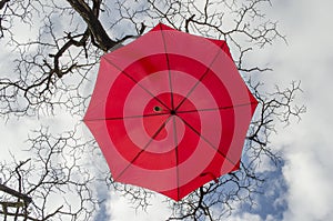 Crimson umbrella