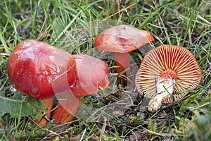 The Crimson Waxcap Hygrocybe pinucea is an inedible mushroom