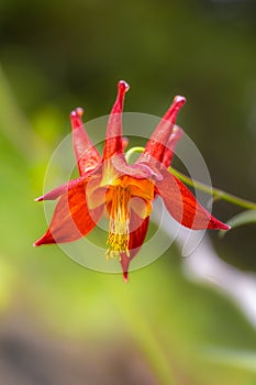 Crimson or Western Columbine