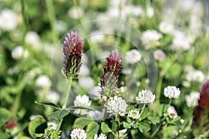 Crimson and white clover background