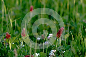 Crimson and white clover background