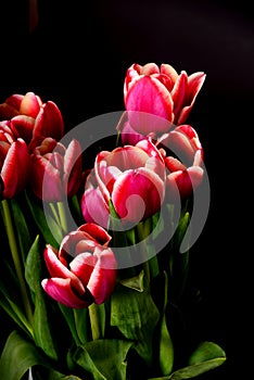 Crimson and White Tulips