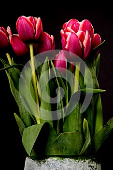 Crimson and White Tulips