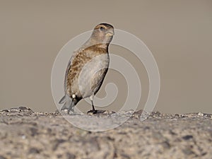 Crimson-winged finch, Rhodopechys sanguinea