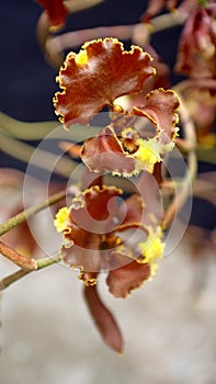 Crimson and yellow orchid