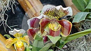 Crimson, yellow and white orchids