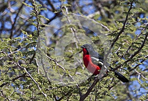 Crimsonbreasted Shrike - Botswana photo