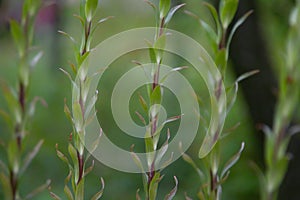 Crin flower leaves photo