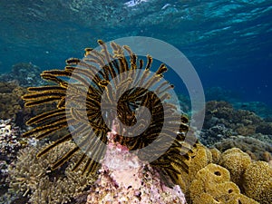 Crinoid