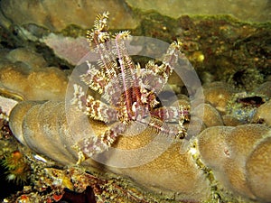 Crinoid
