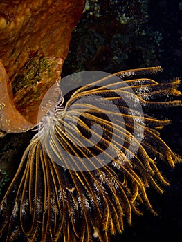 Crinoid6