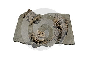 Crinoid fossils in Carboniferous Period, isolated on white background.