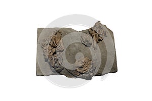 Crinoid fossils in Carboniferous Period, isolated on white background.