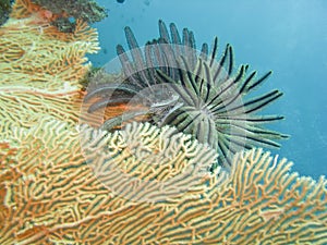 Crinoid_gorgonian