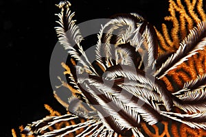Crinoid on red gorgonian - Macro detail
