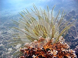 Crinoid Reef