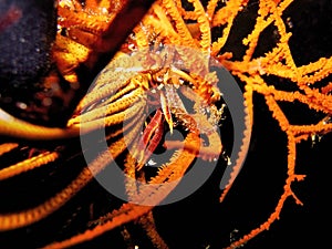 Crinoid Squat Lobster