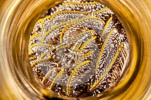 Crinoid tentacles with shrimp reflect in a polished light tube