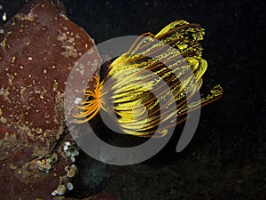 Crinoid2