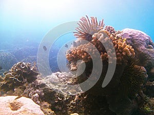 Crinoidea photo