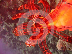 Crinoidea-underwater flash fire