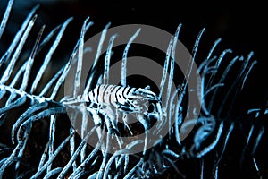 Crinoids Commensal Shrimp