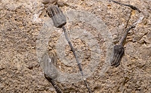 Crinoids fossils