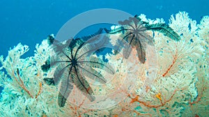 Crinoids on a Seafan