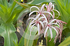 Crinum amabile donn or Giantlily with green leaves