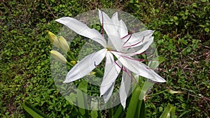 Crinum asiaticum, Brighter star crinum  lily ,grand lily