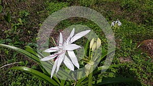 Crinum asiaticum, Brighter star crinum  lily ,grand lily