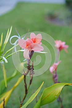 Crinum asiaticum flower and bud in a garden
