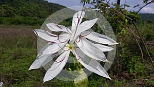 Crinum asiaticum, grand lily
