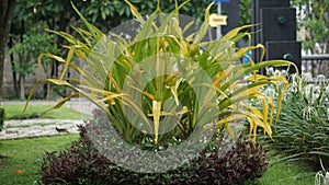 Crinum asiaticum (poison bulb, giant crinum lily, grand crinum lily, spider lily, Bulbine asiatica)