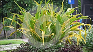 Crinum asiaticum (poison bulb, giant crinum lily, grand crinum lily, spider lily, Bulbine asiatica)