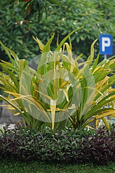 Crinum asiaticum (poison bulb, giant crinum lily, grand crinum lily, spider lily, Bulbine asiatica)